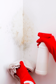mold in a homeowners association