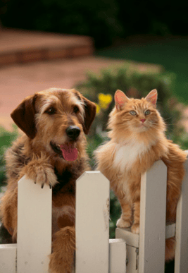 Dog and Cat in homeowners association