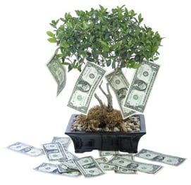 money growing on tree