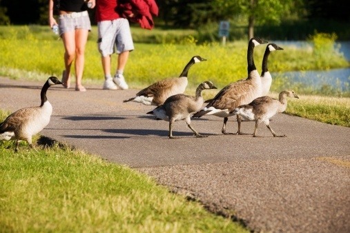 How an HOA Board Can Fly Through a Fowl Situation in Your Association