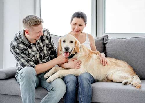 Paws for Thought: A Property Owner’s Guide to Renting to Pet Owners-featured-image